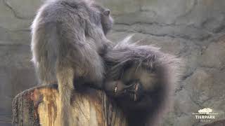 Kuschelstimmung im Tierpark Berlin  cuddletime at Tierpark Berlin [upl. by Catharine901]