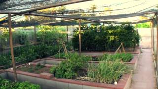 Vegetable Garden in Phoenix [upl. by Bergin595]