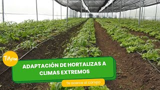 Adaptación de hortalizas a climas extremos TvAgro por Juan Gonzalo Angel Restrepo [upl. by Marge]