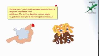 Gaswisseling  anatomie longen [upl. by Alocin]