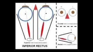 The anatomy of the extraocular muscles [upl. by Eldnar]