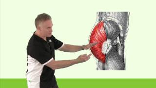 Myofascial Slings Introduction [upl. by Raynold]