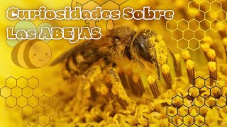 Curiosidades Increíbles Sobre las Abejas que Te Sorprenderán [upl. by Adnomal]