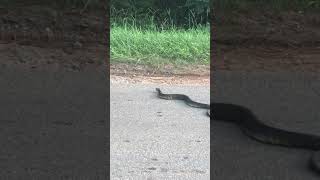 Cotton Mouth or Water Moccasin Agkistrodon piscivorus Venomous [upl. by Charleen]