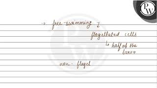 Amphiblastula is larva of a Leucosolenia b Sycon c Both a and b [upl. by Bernadette]