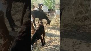 Bakriyan ghas khate hue 🐐 video [upl. by Charlena]