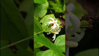 Nyctanthes arbortristis Oleaceae family nature forestflower trending flowers garden forest [upl. by Hamal]