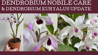 How to care for the species orchid Dendrobium nobile amp and a quick check in on Dendrobium Euryalus [upl. by Nanni272]