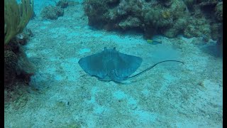 quotBest Diving in Grand Cayman Trunkfish Stingray Parrotfish Filefish” [upl. by Jaime665]