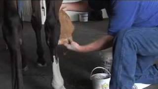 How to Poultice a Horses Leg [upl. by Eniamrahc509]