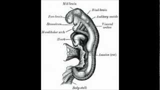 Embryology of the Eye [upl. by Adnert776]