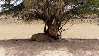 Kgalagadi Transfrontier National Park HD [upl. by Haerb532]