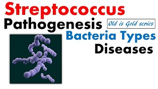 Streptococcus bacteria microbiology  pathogenesis disease infection toxin treatment [upl. by Ayotyal]