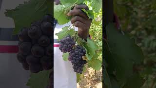 Le raisin aux portes du Niger  92636300 [upl. by Villiers]