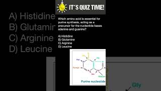 Purine synthesis which amino acid is a precursor for the nucleotide bases adenine and guanine [upl. by Trici]