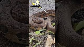 Dangerous Russells viper snake rescue operation 😱🐍 [upl. by Cristionna28]