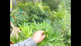 Tropical looking Fatsia trees coming in to bloom on the Gulf Islands [upl. by Washko]