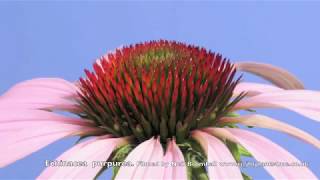 Echinacea Cone flower time lapse [upl. by Jacky684]