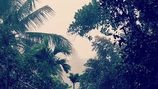 Beautiful Rainfall Among the Trees 🌲🌧️  Natures Serenityquot  Rain Sound for Relaxation [upl. by Blondie]