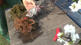 Make a new Bonsai Fagus sylvatica abmoosen und neu gestalten [upl. by Mellar]