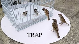 Can we catch bird with cage  cage bird trap [upl. by Suravaj]