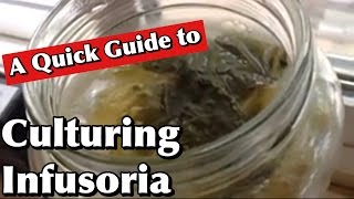 Culturing Infusoria A Quick Guide [upl. by Jenei]