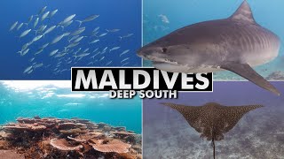 Diving the Maldives Deep South 4k [upl. by Griffie]