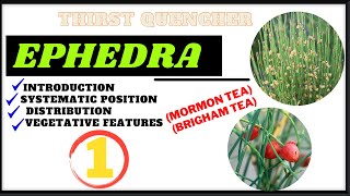 Introduction and morphology of Ephedra plant UrduHindi by Mushtaq saqib [upl. by Sheryle]