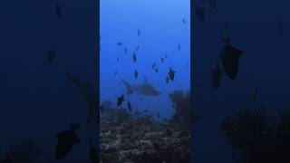 Close encounter with a large Silvertip shark in the depths of Rasdhoo channel [upl. by Enirehtac249]