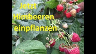 Himbeeren Wie man richtig im Herbst 2 x mal tragende Himbeeren abschneidet [upl. by Enetsirhc]