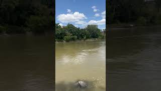 Assiniboine river Winnipeg 🌊 [upl. by Vanhomrigh]