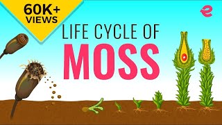 What is the Lifecycle of a Moss  Biology  Extraclasscom [upl. by Nitfa207]