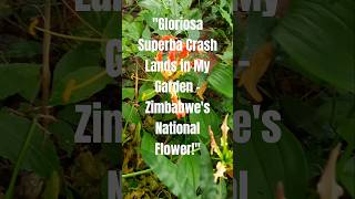 quotGloriosa Superba Crash Lands in My Garden  Zimbabwes National Flowerquot [upl. by Navonod]