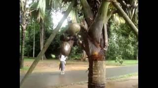 Double coconutLodoicea maldivicaRoyal Botanical Gardens PeradeniyaKandySri Lanka [upl. by Ennaharas662]