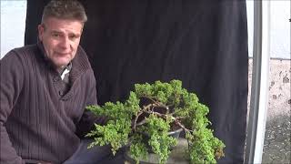 Bonsai 20206  Wacholder  Junipersus Nana  der nächste Schritt zum Bonsai  Teil 2 [upl. by Dylana]