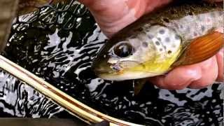 Fly fishing Northern Colorado March 20 2012 [upl. by Ohnuj760]