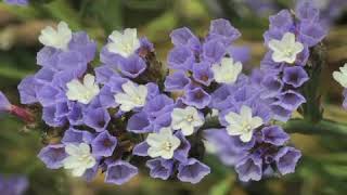 How to Grow Sea Lavender Limonium [upl. by Adlay616]