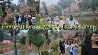 Cherry Blossom Shillong wards lake [upl. by Duomham483]