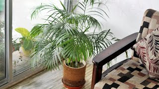 My TOP 3 Secrets to a Lush Green Bushy Areca Palm Grow FASTER [upl. by Nauqan]