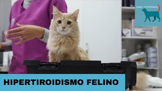 HIPERTIROIDISMO FELINO ¿Que es ¿a quien afecta A que edad DEBES revisar a TU GATO🐈 [upl. by Assenev]