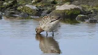 břehouš rudý Limosa lapponica Bar tailed Gotwit Pfuhlschepfe [upl. by Nibaj]