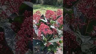 plantas Pieris Japonica [upl. by Nichol]