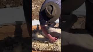 Shearing Sheep with the Popular Slimline Barrel Beiyuan Terraquot Clipper Handpiece [upl. by Aiden]