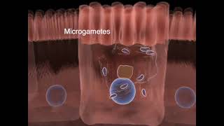 The life cycle of Toxoplasma gondii  Part 01 [upl. by Elleon]