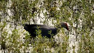 Purple Moorhen foraging for food in a marshland [upl. by Meggy]