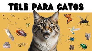 Juegos para Gatos  Ratones Cucarachas Pájaros y Mucho Más TV Para Gatos [upl. by Polloch]