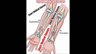 ARM SUPINATION AND PRONATION Compared palm posterior and anterior Hand Arm Supination trend [upl. by Lewap]