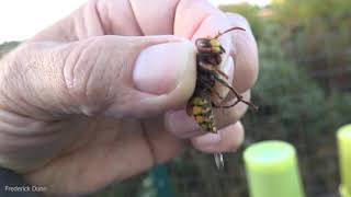 Can a European Hornet Sting IF you pick them up by the thorax YES they can also spray venom [upl. by Ardnama]