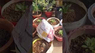 new plants care tipsgardenplants youtubeshorts nature flowergarden [upl. by Hgielyak273]