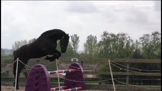 Friesian horse Apollo Loves the Bigger Jump [upl. by Dollie]